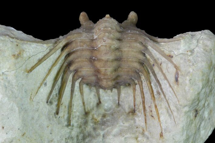 Enrolled Kettneraspis Trilobite - Black Cat Mountain #164460